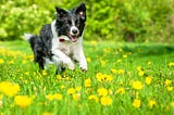 Need not be a Beekeeper or a Gardener to Appreciate Dandelions