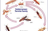 McKinney Termite Control Tips