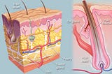 Treatments for Hair Loss