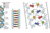 Decoding DNA Replication