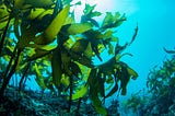 How important is seaweed in the marine eco-system? | Alfa Infraprop Pvt Ltd