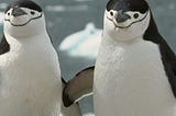 A história de amor de dois pinguins