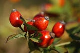 Can Rosehip Oil Help With Acne Scars? (What You Didn’t Know)