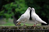 Hide a Pigeon Pair for Verkle Tree Cryptography