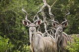 Kudu Goes Up Against Wild Dogs, a Hippo, and a Crocodile