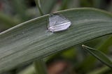 A drop of rain on the blade of grass.
