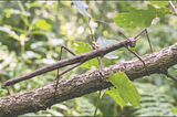 On Stick Bugs & Boas
