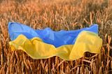 Ukraine flag resting on top of wheat in a field.