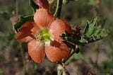 Autumn in The Gila, 2 of 3: Wildflowers