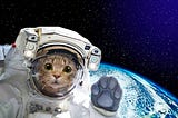 Félicette The Amazing Space Cat