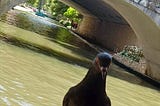 pigeon on table in front of San Antonio riverwalk