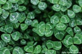 Celebrate Green Nature’s Way On St. Patrick’s Day