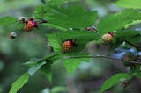 The Berries of Summer