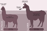 What’s the Difference Between Llamas and Alpacas? — The Prodigious