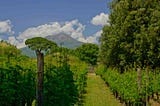 Campania’s Wines: 10 Bottles That’ll Make You Fall in Love — The Pasta Artist