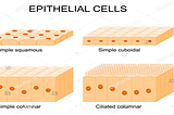 Animal Tissues : Class 9 Science CBSE