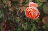 English Rose ‘Lady Emma Hamilton’: A Garden Gem