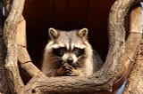 Safe and Humane Wildlife Animal Removal Services Near You: Protecting Your Home and Nature