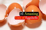 16 Amazing Ways To Use Egg Shell That Will Inspire You