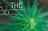 What is THC? Marijuana Business