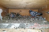 What to Do If Birds are Nesting in Your Roof Or Eaves: Expert Tips