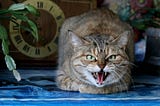 Why Do Cats Growl? Understanding Ferocious Kitty Behavior I The Discerning Cat