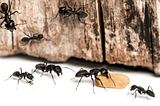 Best Carpenter Ants Pest Control Services 2023 — Pest Control services (exopest.ca)