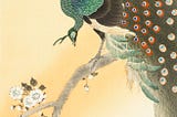 Peacock on a cherry blossom tree — Ohara Koson