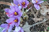 Saffron harvest was completed in 60% of farms in Khorasan Razavi , Iranian saffron, saffron harvest, saffron cultivation, economic prosperity in saffron, medicinal plants, Saffron harvest in Khorasan Razavi province, saffron harvest from farms in Khorasan Razavi province