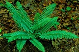 The Allure of Winter Gardens and the Charm of Christmas Ferns