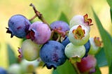 ISSUE: POISON IN YOUR BERRIES