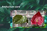 Anthurium Care: Nurturing Vibrant Blooms