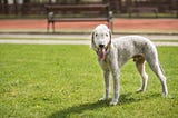 Comprehensive Facts About the Bedlington Terrier