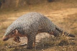 Protecting pangolins from being eaten to extinction