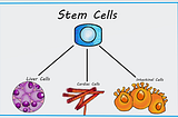 Stem Cells and Their Importance in the World of Medicine