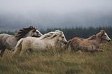 In Times of Crisis, Follow The Horses