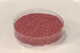 Chew on that: Adding ‘real texture’ to lab-grown meat
