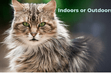 Indoor Outdoor Cats-Risk and Reward