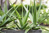 Aloe Vera: a universal panacea?