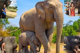 What It’s Like To Spend A Day At An Elephant Sanctuary