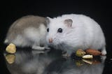 Hamster Food: Can Hamsters Eat Almonds? — Pets Watcher