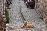 Mysterious South American Mutts