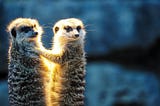 Fake News and Game Theory: Meerkats