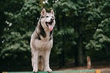 10 Most Famous Animals in US History