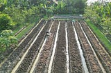 Persiapan Bedengan untuk Bawang
