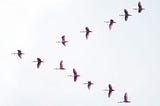 birds in migration formation