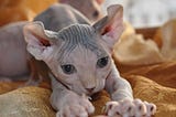 Elf Cat | Information & Cat Breed Facts | Pets Feed