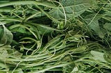 Edible Organic Chayote Leaves