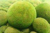 Unusual Houseplants: Meet the Marimo Moss Ball