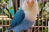 Help Your Blue Lovebird Business Thrive in a Competitive Market